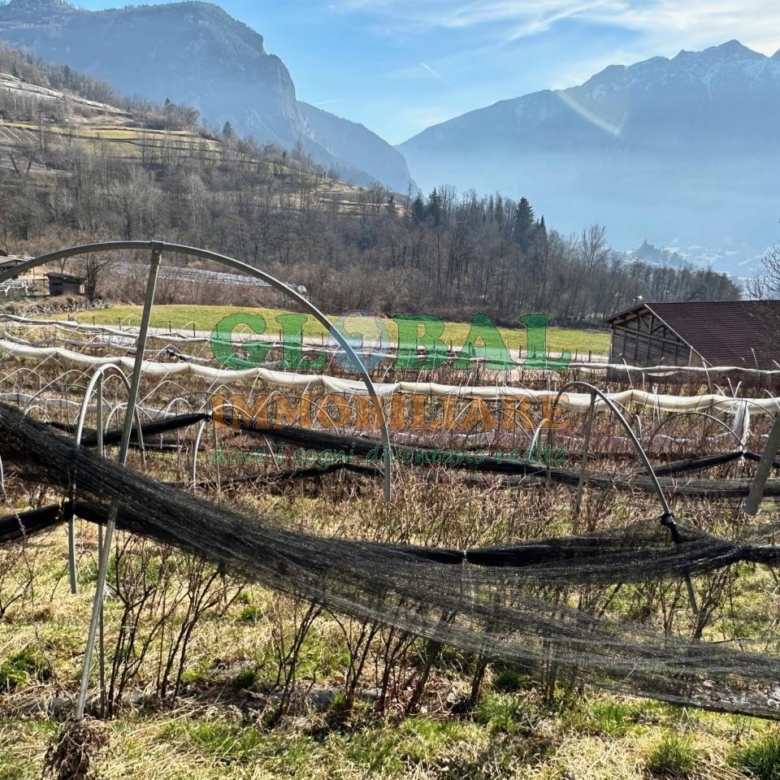 Samone – Terreno per piccoli frutti in vendita