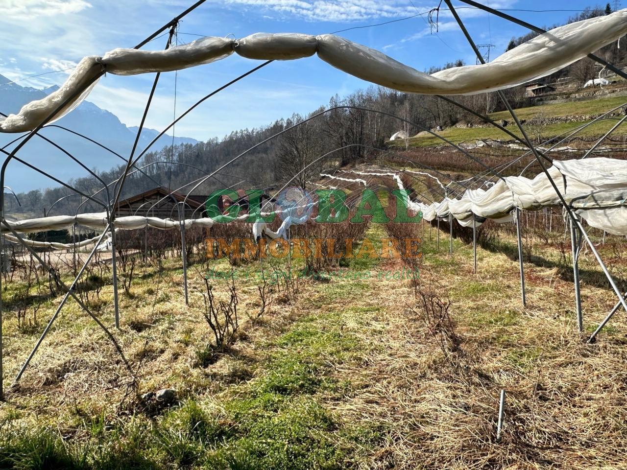 Samone – Terreno per piccoli frutti in vendita